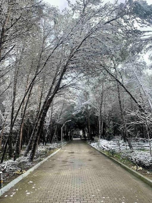 Forest - Middle Of Forest & Near The Villa *