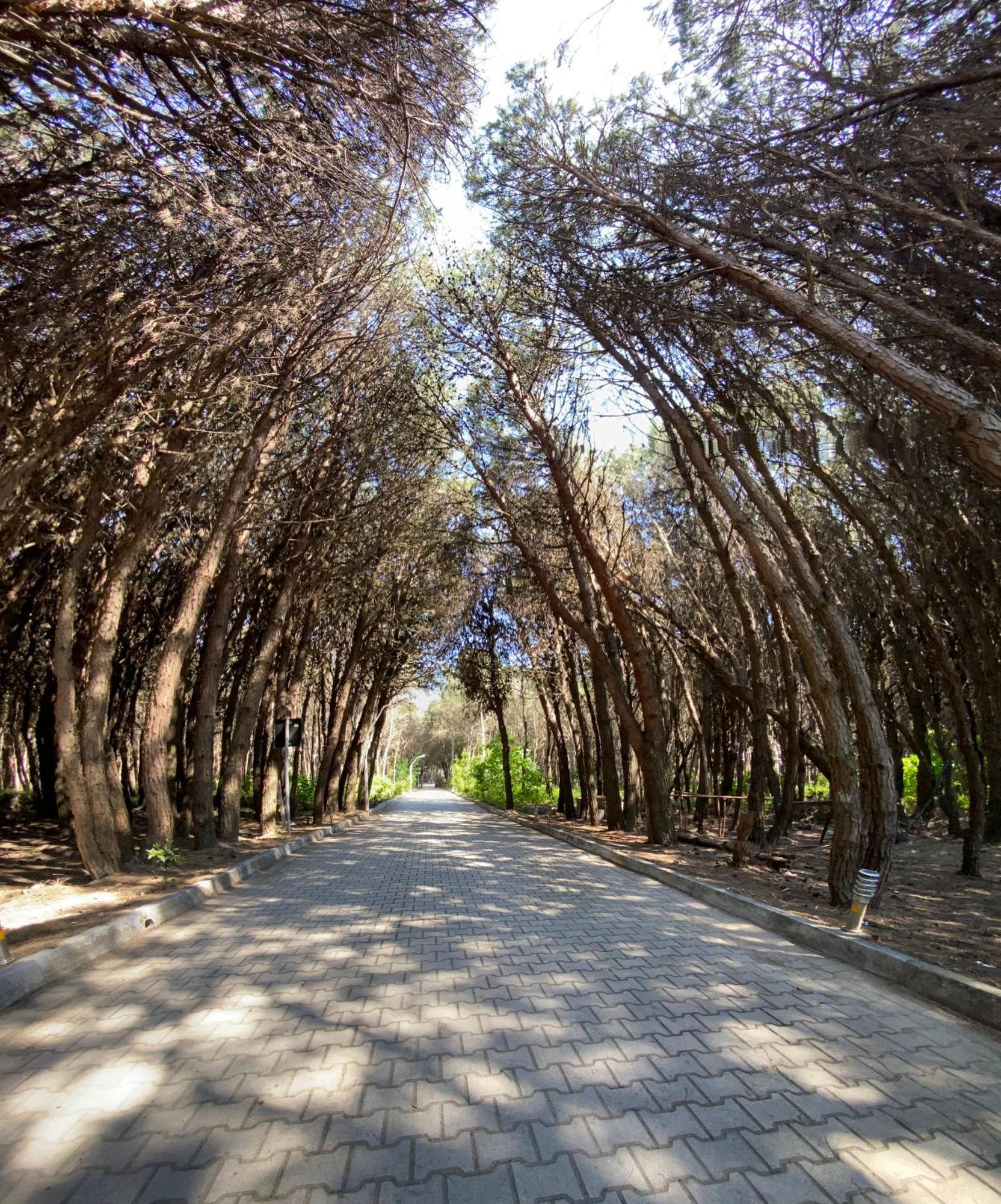 Forest - Middle Of Forest & Near The Villa Golem (Tirana)